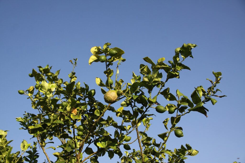 lemon, fruit tree, citrus-1349367.jpg